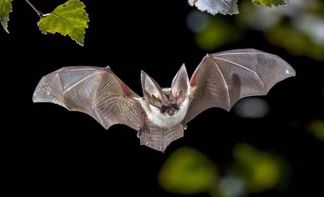 蝙蝠那么毒，可能是为了飞行做出的主动选择？为何没有不适感
