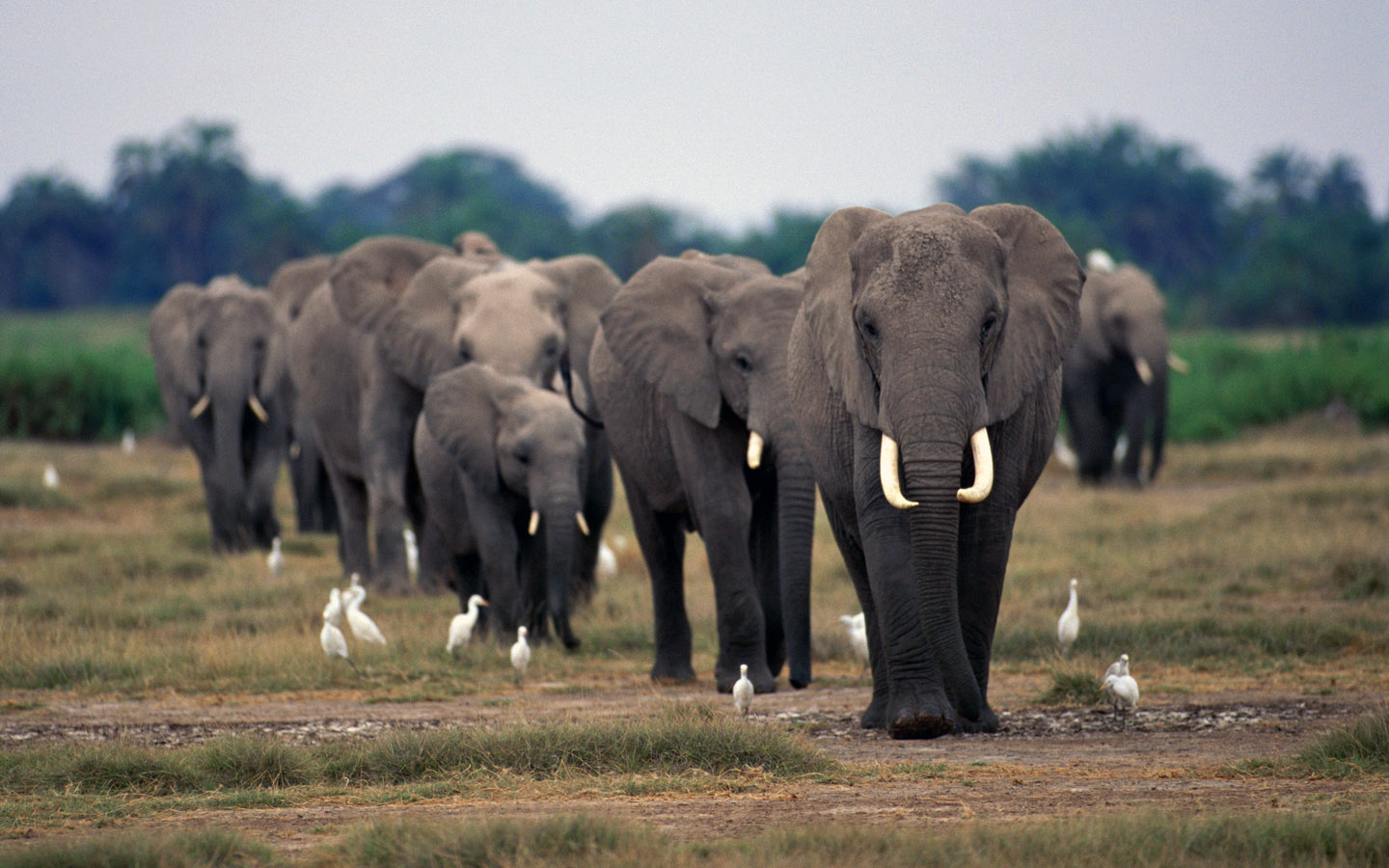 忽略生存年代，板齿犀的实力可否与非洲象一战？（大体重生物）