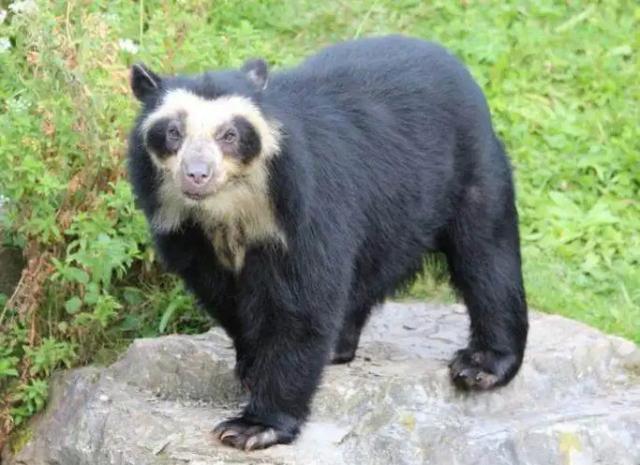 南美洲唯一的熊类，脸上像戴了一副黑框眼镜（安第斯熊）
