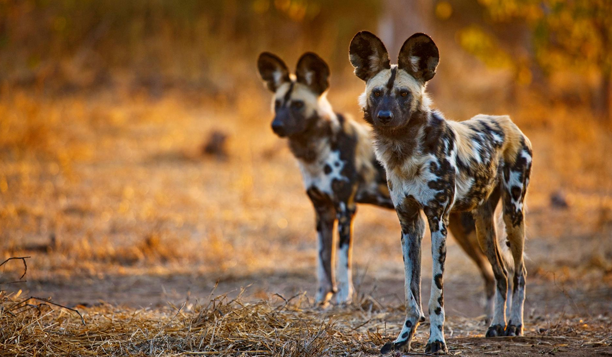 它被称作是非洲三哥，是绝对的群体猎手（非洲野犬）