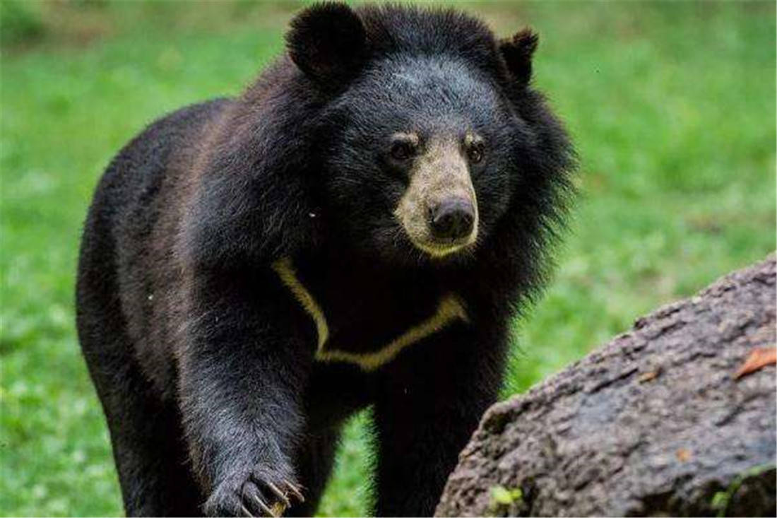 亚洲黑熊的社会性行为和生活习性（动物行为）