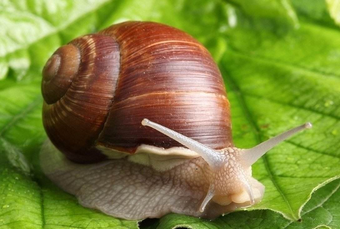 蜗牛跑得慢，但祸害农作物一点都不慢！