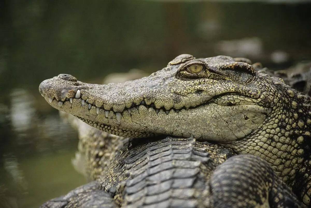 作为“水中霸主”鳄鱼为何只在澳洲泛滥？（生存环境）