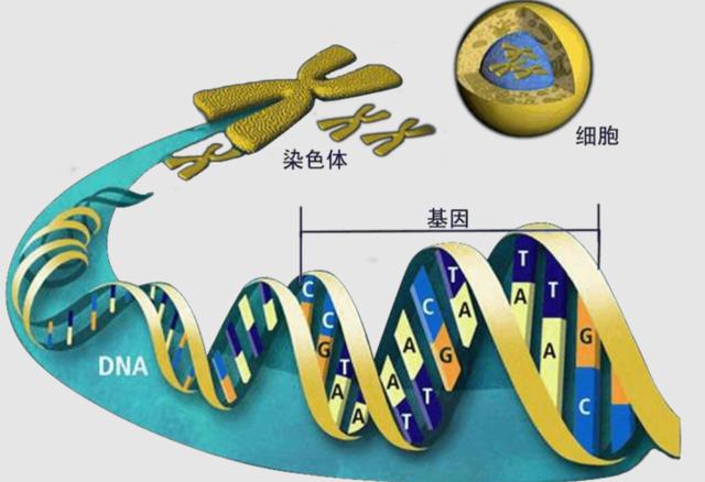 6年前中国科学家发现唯一的恐龙肉身残骸，能否“复活”恐龙