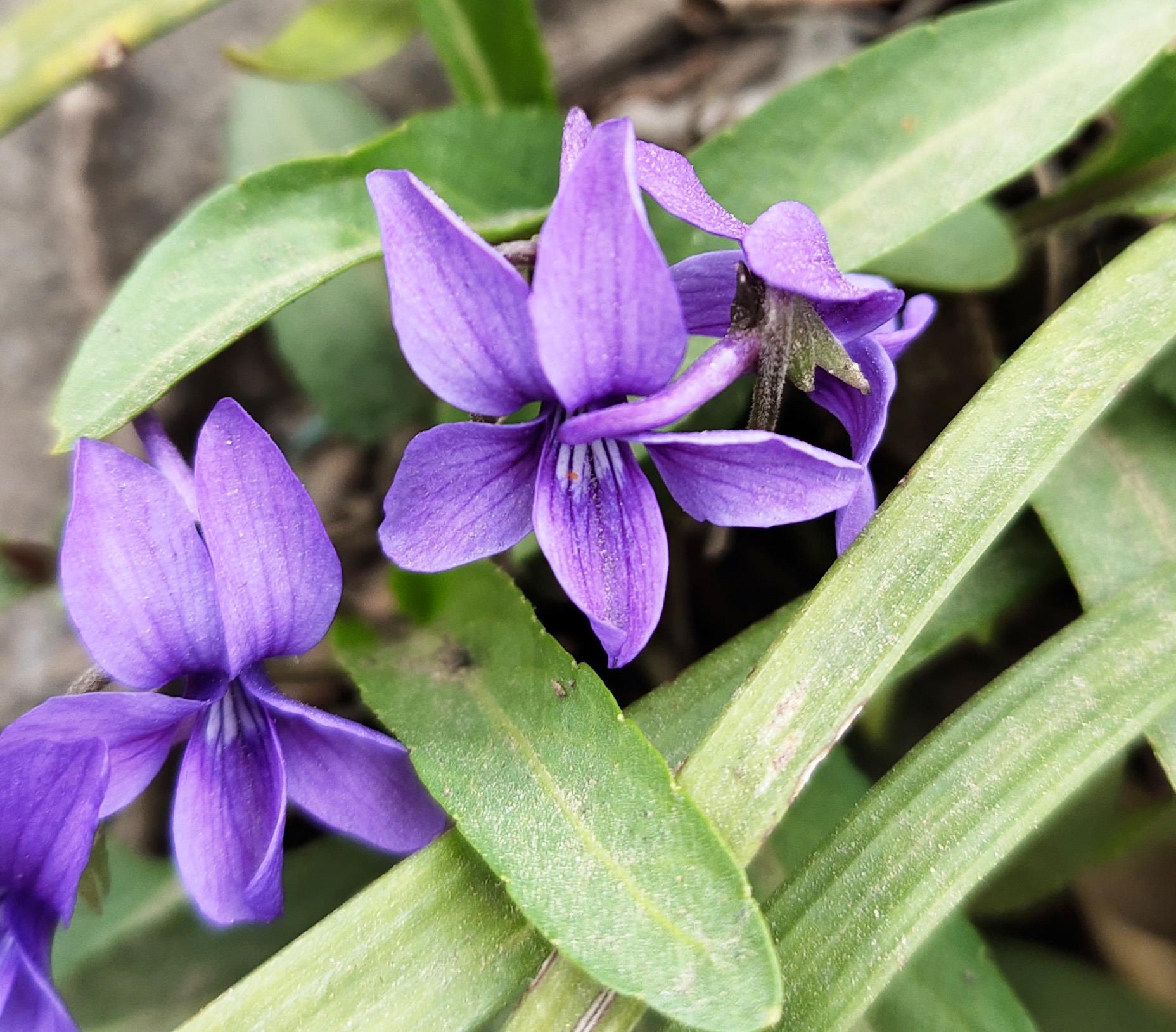 我们终于知道春天所看见小紫花的学名（堇菜地毯）