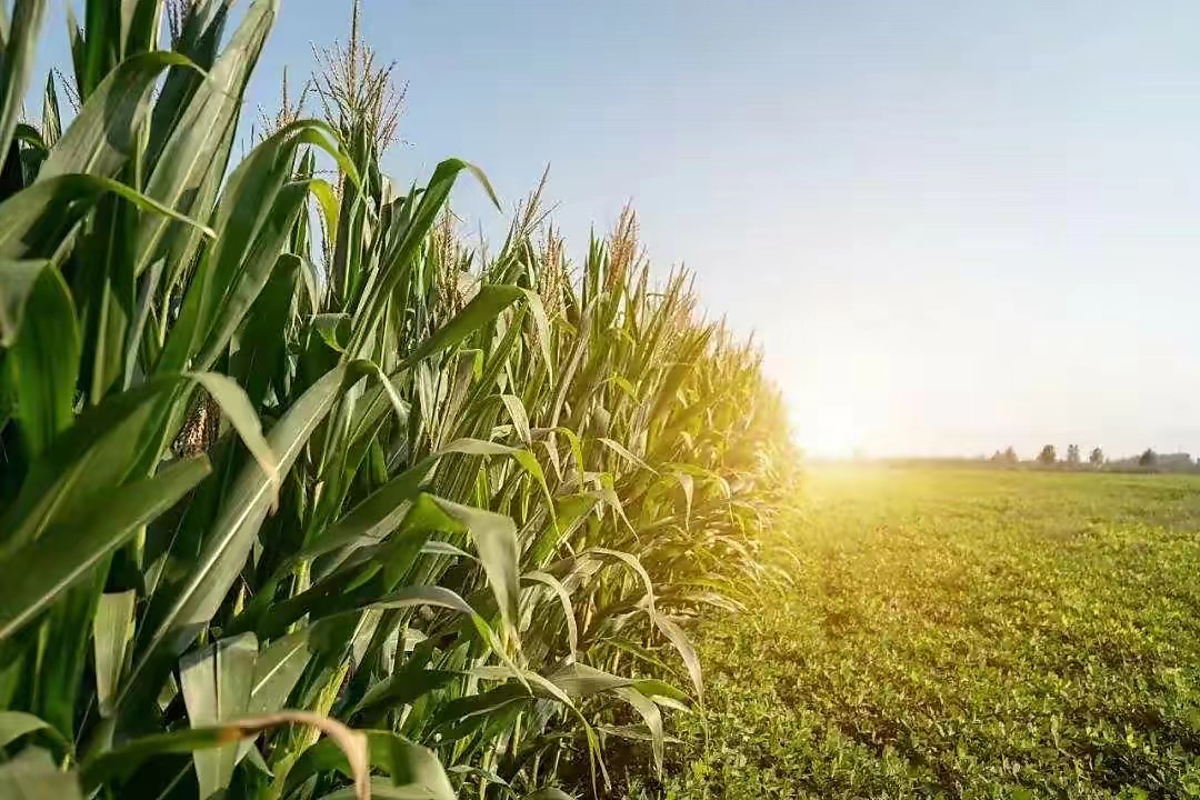 玉米在1万年前只是杂草，它经历了什么？（基因突变）