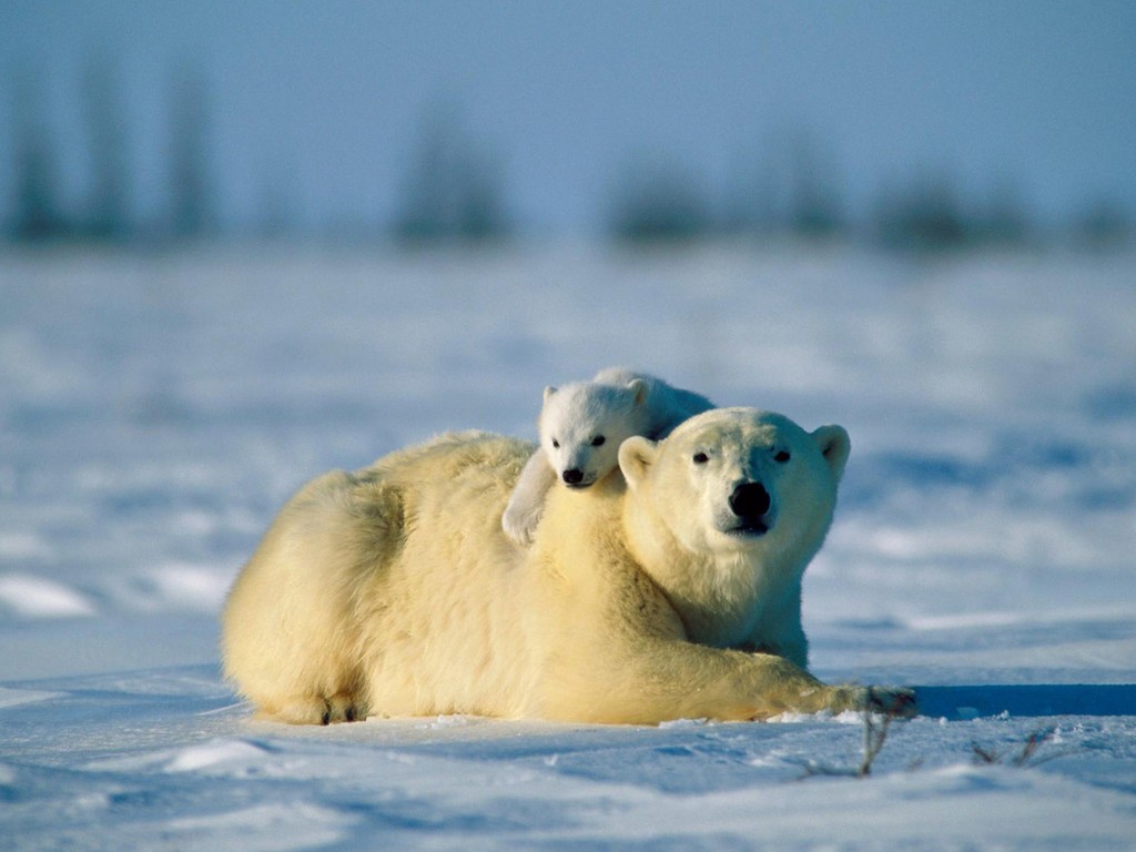 北极熊难道真的要灭绝了吗？（冰川融化）