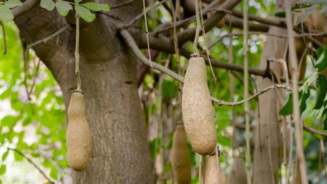 非洲挂满“香肠”的宝树，一棵树养活一家人，能引进我国种植