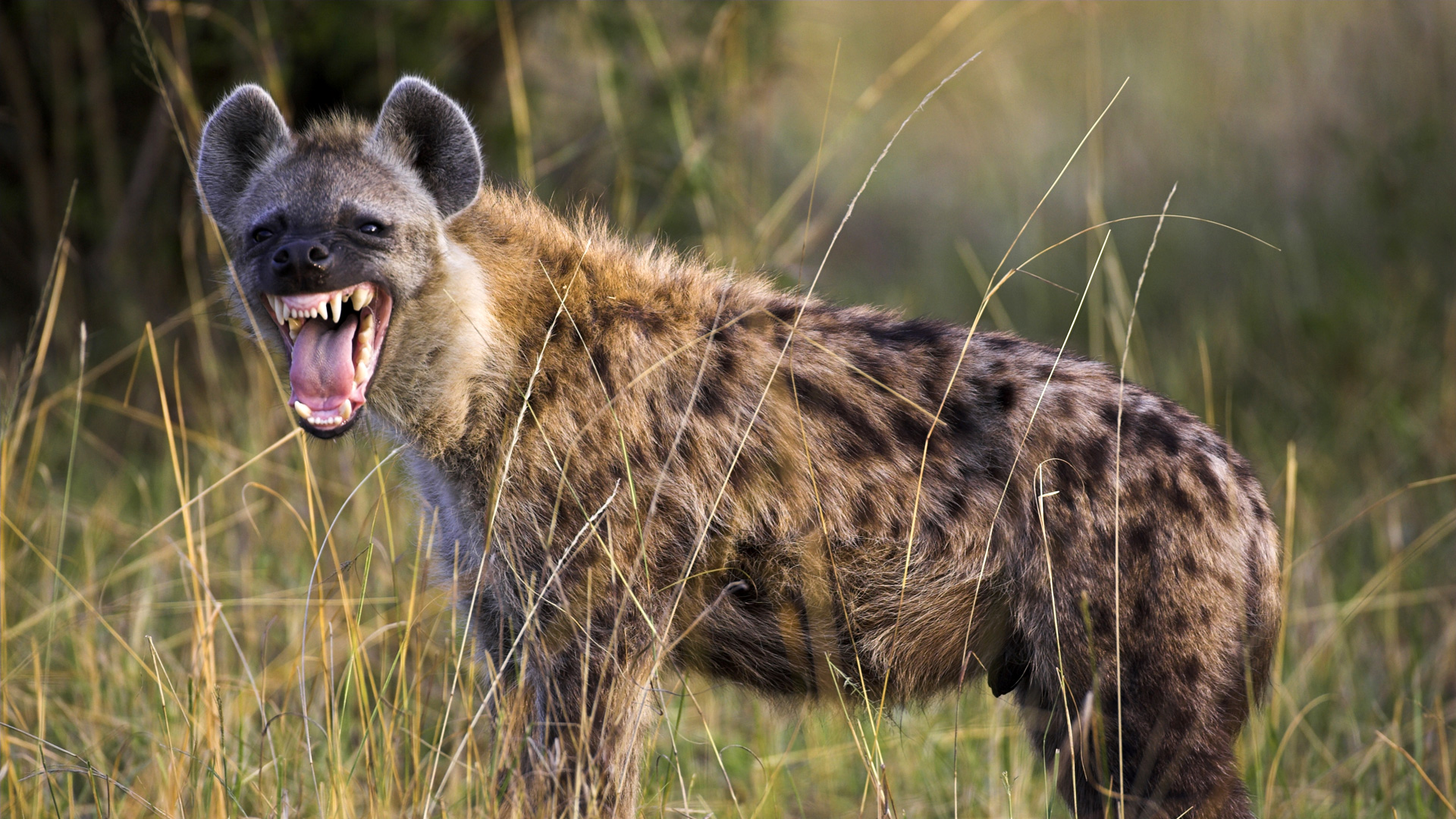 鬣狗为啥喜欢狞笑着活吃猎物？（凶残习性）