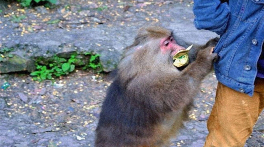 去峨眉山挨了猴子两巴掌，游客为什么不还手呢？(法律的限制)