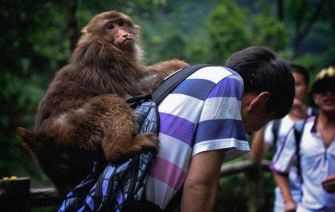 去峨眉山挨了猴子两巴掌，游客为什么不还手呢？(法律的限制)