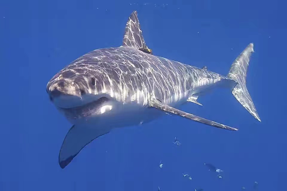 网红吃鲨鱼人工养殖，彻底被打假，为什么大白鲨不能人工养殖？