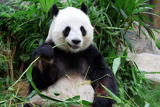 野生大熊猫会不会自己迁徙到国外，去到邻国，我们能不能要回来