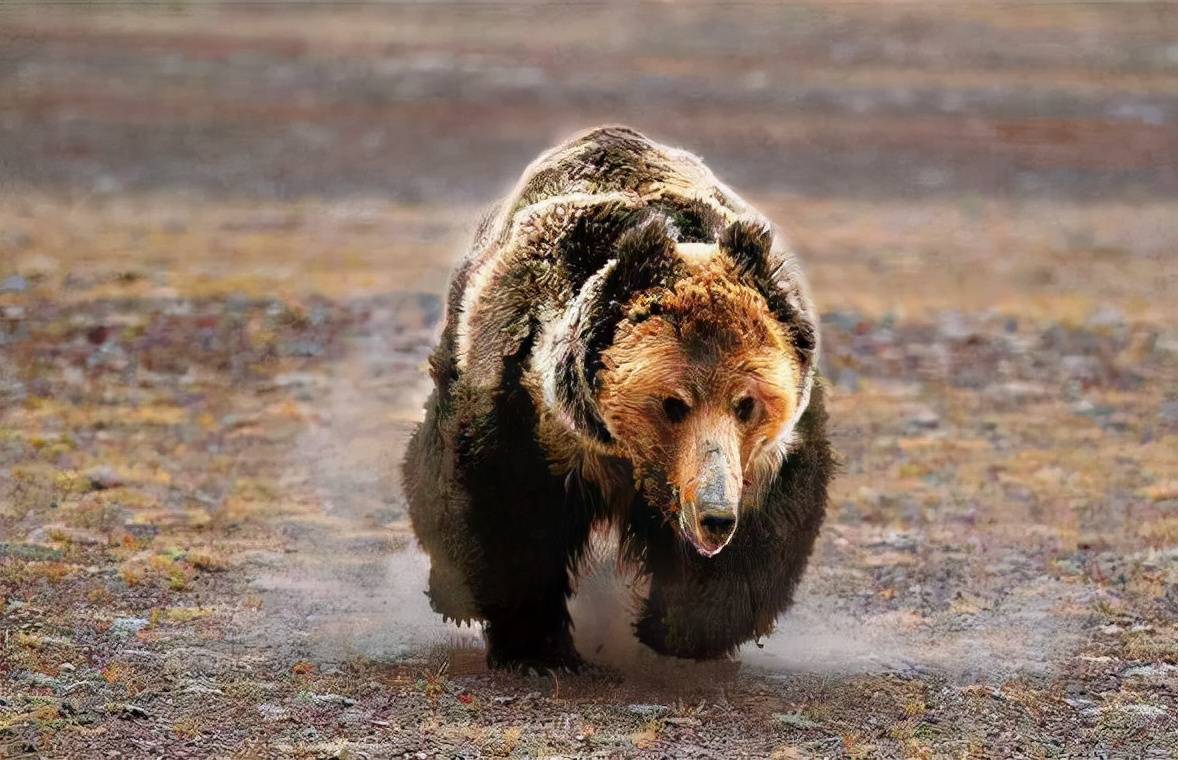 棕熊面对红尾狂的夺食，除了叹气还能干啥？（棕熊智商）
