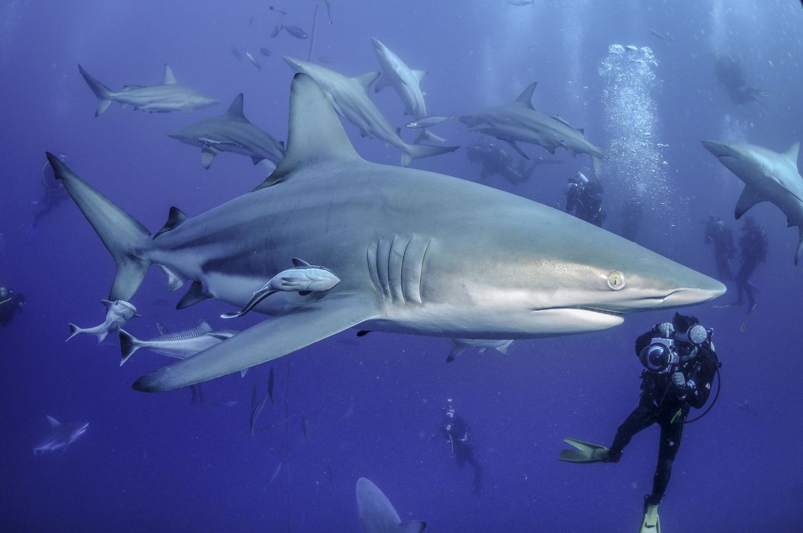 大白鲨vs湾鳄， 谁是水中王者（各有优势）