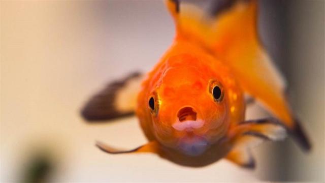 敢吃清道夫的中国吃货，为什么不敢吃金鱼，真的是因为有毒吗？