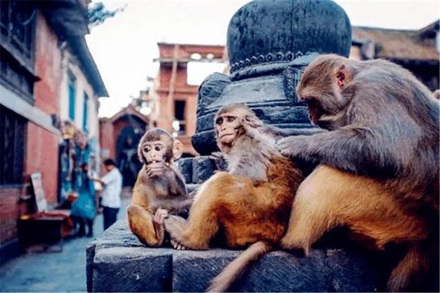 非洲人以猴为食，印度奉猴为神，同是猴子为何地位相差那么大