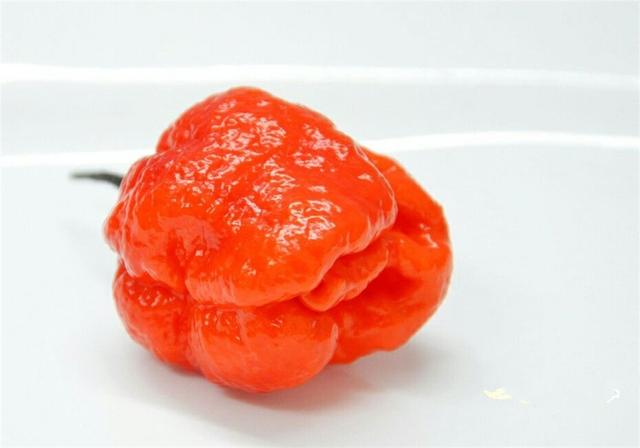 世界上最辣的十大辣椒，印度魔鬼椒被秒成渣，是否敢尝？