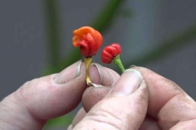 世界上最辣的十大辣椒，印度魔鬼椒被秒成渣，是否敢尝？