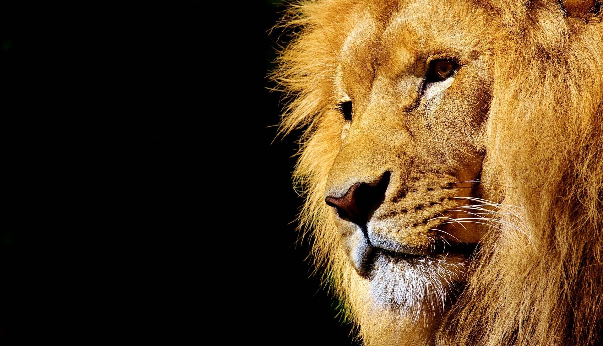 为啥雄狮在动物世界的地位高于老虎？（生活区域）