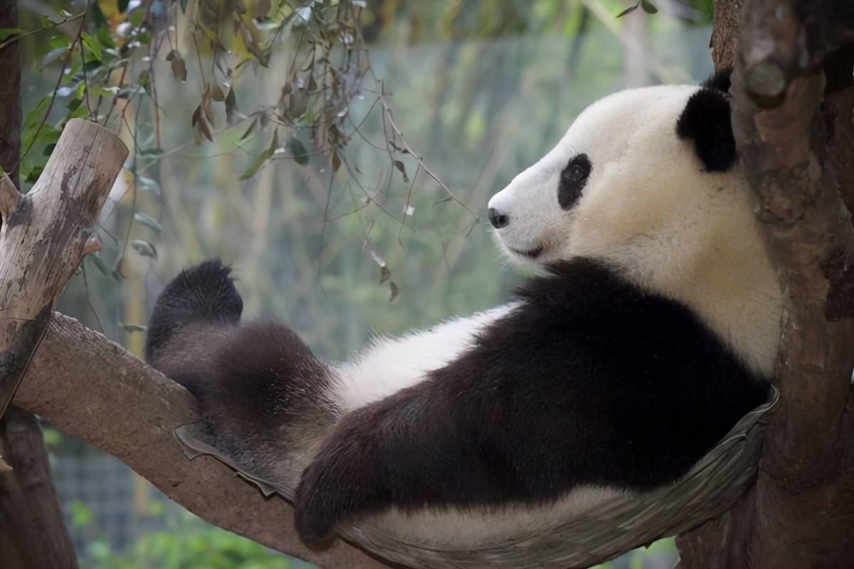 珍稀动物那么多，为何大熊猫能够成为国宝？（熊猫外交）