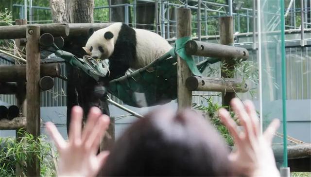 中国大熊猫年赚267亿，日本四次延期归还，真是因感情太深