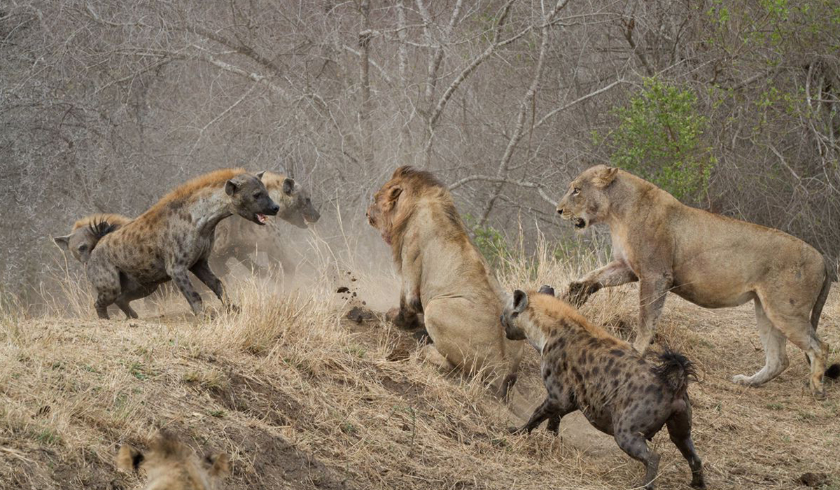 鬣狗跟狮子发生冲突时，那边会略胜一筹？（草原之王）