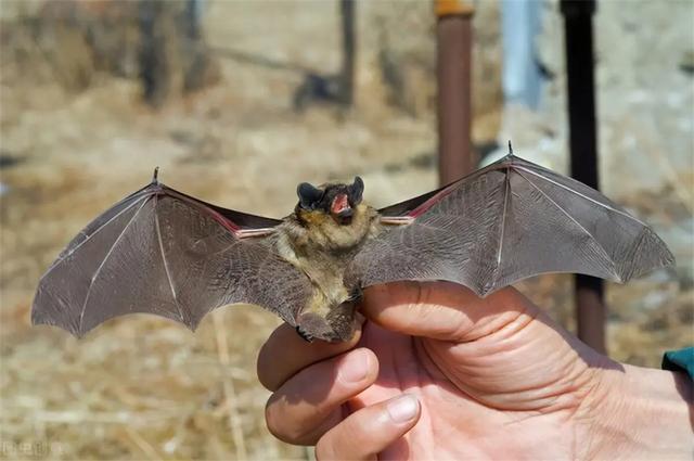 蝙蝠是移动病毒库，为何自己不会感染？这5000万年的老怪好厉害