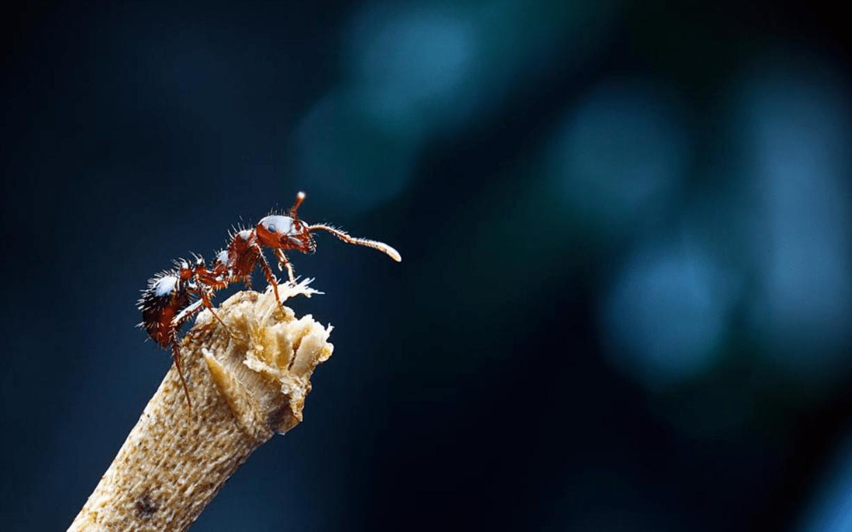 令人闻风丧胆的红火蚁，到底有多大的攻击力？（有害昆虫）