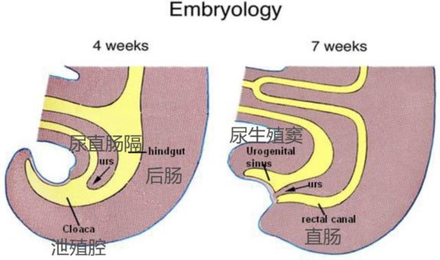 为什么有些数动物的排泄和生殖，都共用一个器官呢（动物的器官）