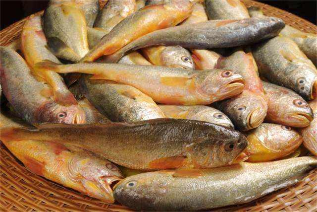 4000斤野生黄鱼被捕上岸，渔民狂赚957万，黄鱼为何越来越贵