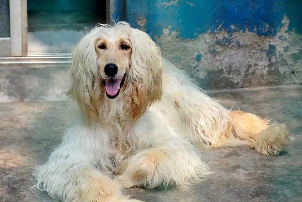 阿富汗犬外貌高贵优雅，这么高的颜值，为什么国内却禁止饲养？