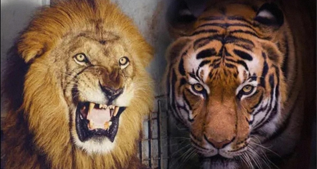 东北虎被称为丛林之王，有什么特别之处？可以战胜狮子吗？