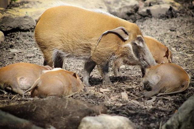 红河野猪在非洲泛滥，上演人猪大战，能否引进我国养殖？