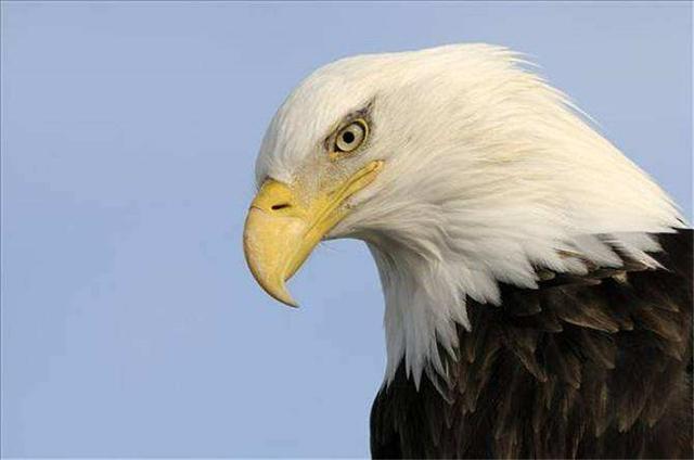 美国国鸟是白头鹰鹰，日本国鸟是绿雉，那中国的国鸟是什么
