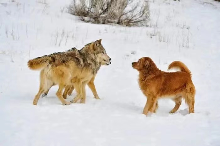 十分凶猛的群居狼是如何被人类驯化成狗的（狼自愿的）