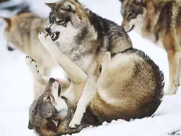 十分凶猛的群居狼是如何被人类驯化成狗的（狼自愿的）