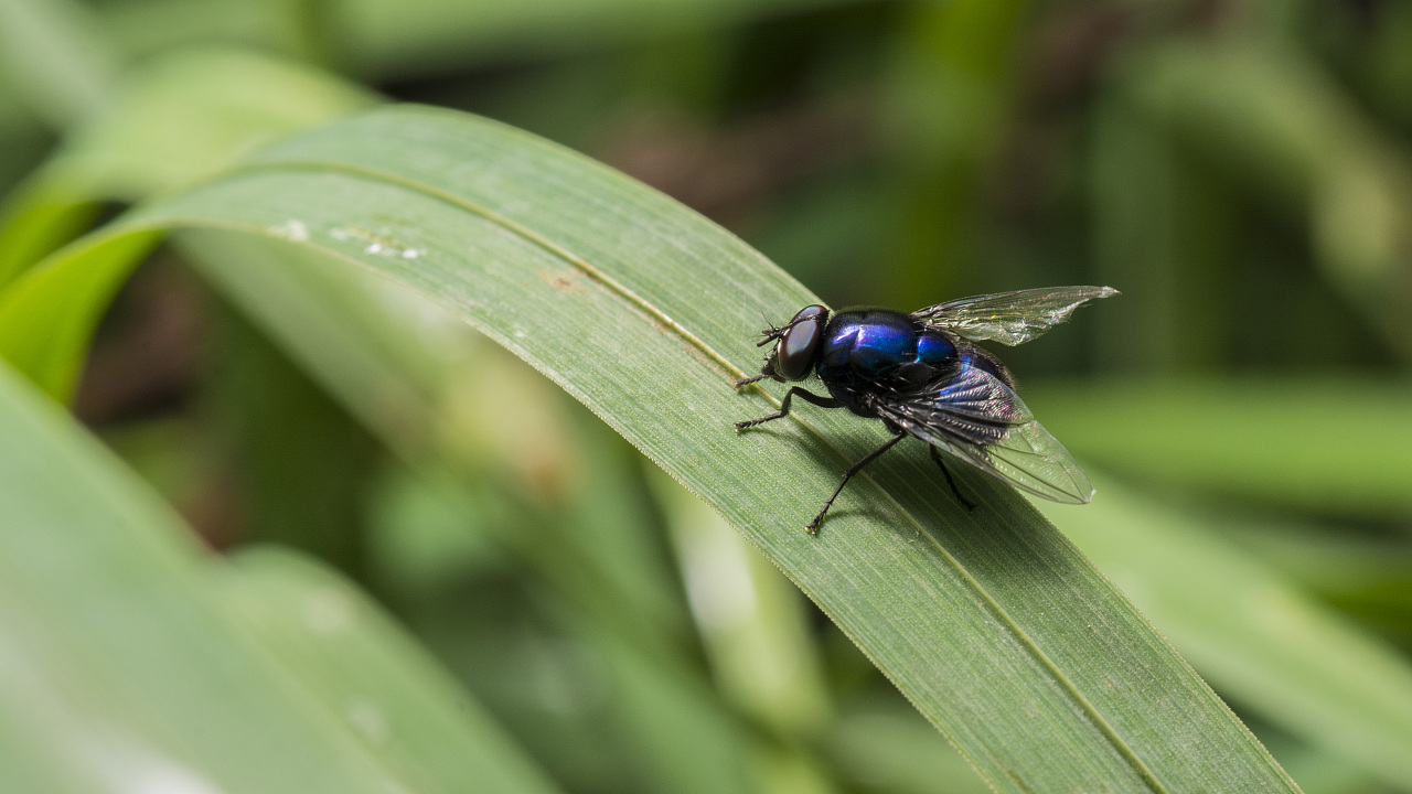 新西兰昆虫在“逆向进化”，翅膀都没了（环境改变）