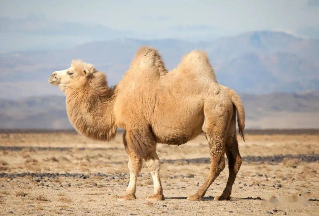为何骆驼遇车反而要主动迎上去？（动物习性）