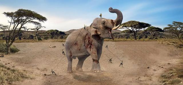 5吨大象都会被吃掉，为什么食肉动物不抓骆驼？真没天敌？