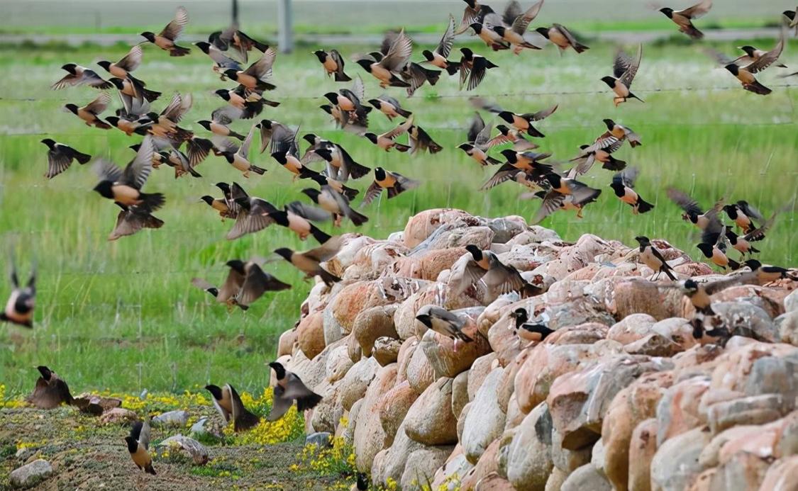 20万椋鸟抵达新疆，蝗虫终结者对战上亿“蝗军”，为何还不够吃