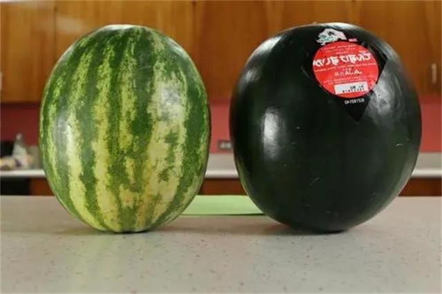 一个西瓜75万日元 日本水果那么贵 为什么不从外国进口？（垄断）