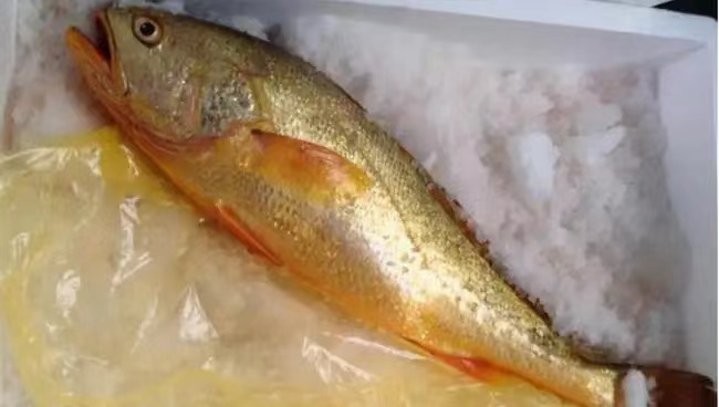 野生黄鱼价格高的离谱，人工养殖的黄鱼却只能论斤卖