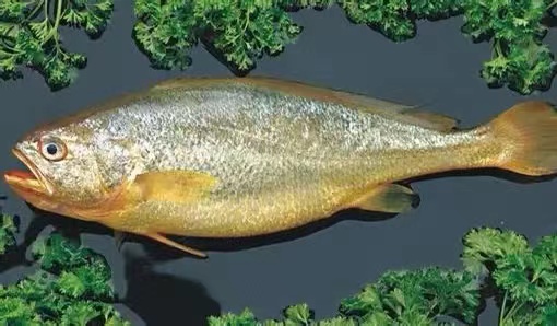 野生黄鱼价格高的离谱，人工养殖的黄鱼却只能论斤卖
