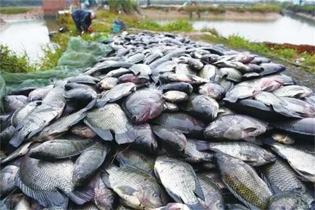 罗非鱼在中国南方泛滥！连吃货都无能为力，为何深受美国人喜爱