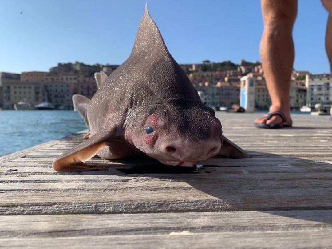 地中海出现“猪鱼”！有一双猪鼻孔（角鲨）
