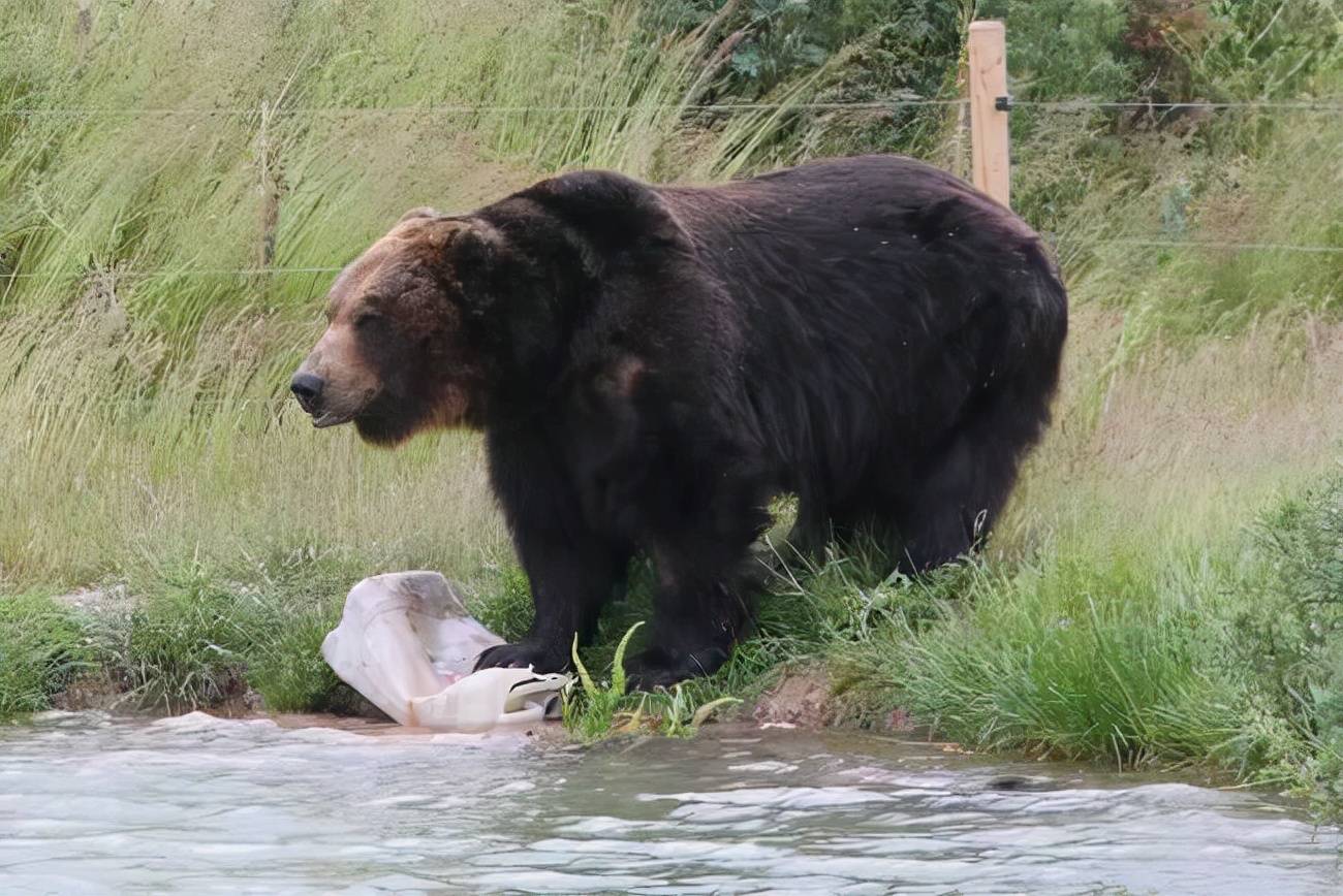 青海互助北山拍到棕熊！70年来第一次（生态环境）