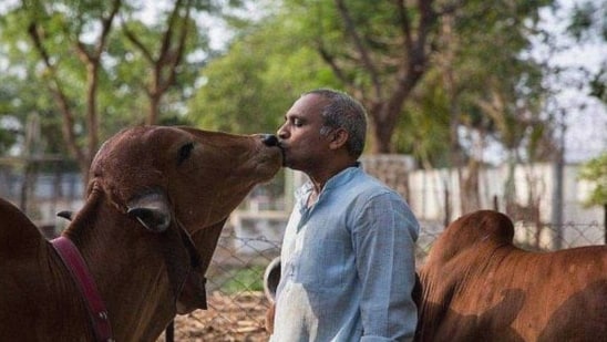 身价2000万的印度牛，配种5万元，喝威士忌(受到重视)