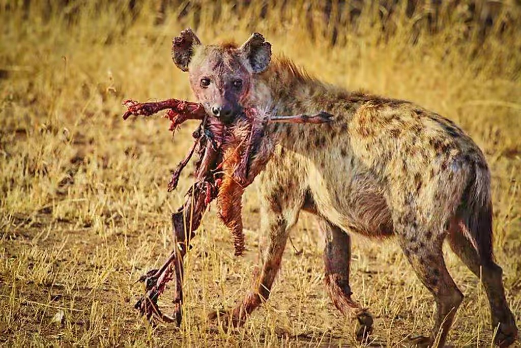 凶猛的狮子，野外碰见平平无奇的鬣狗，为何会蹲在地上不敢离开？