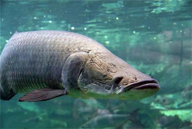 亚马逊河里的王者，把食人鱼当点心，却被人类用棒槌敲成保护动物